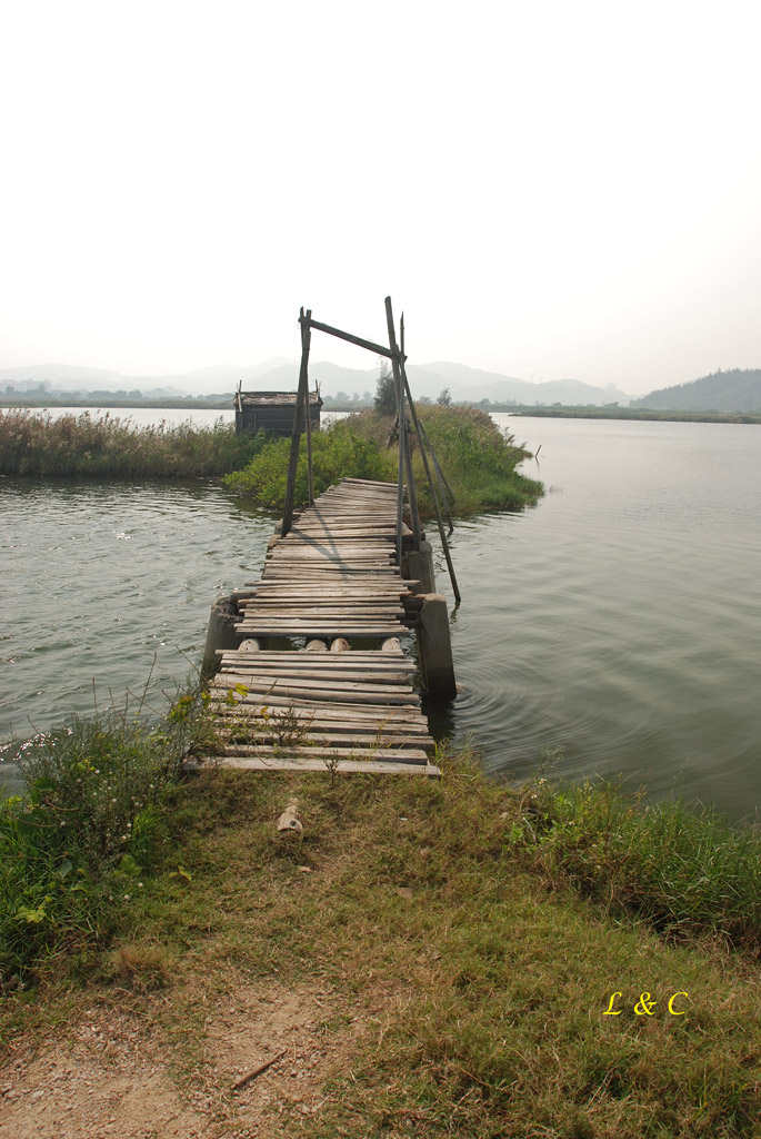 汕头苏埃湾红树林湿地及牛田洋海滩观鸟小记录