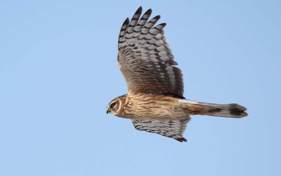 鵟与沙鸥 173951082891297.jpg