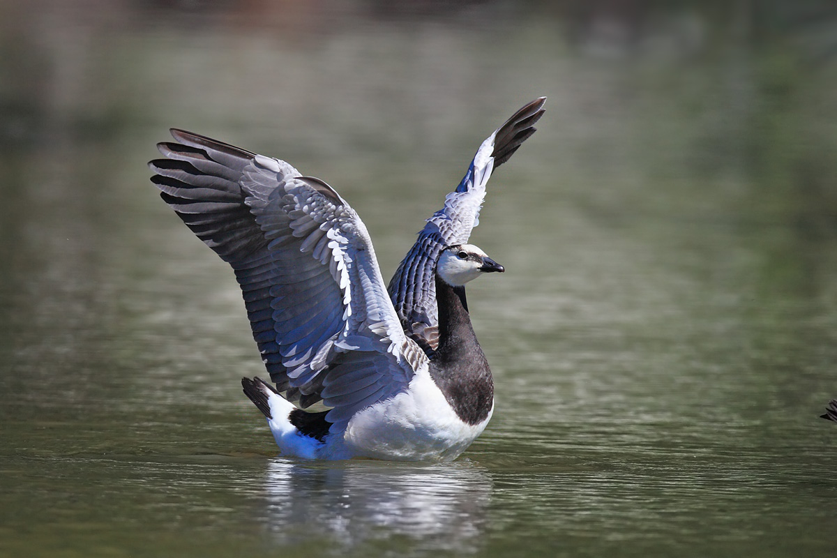 (白颊黑雁)白颊黑雁barnacle goose