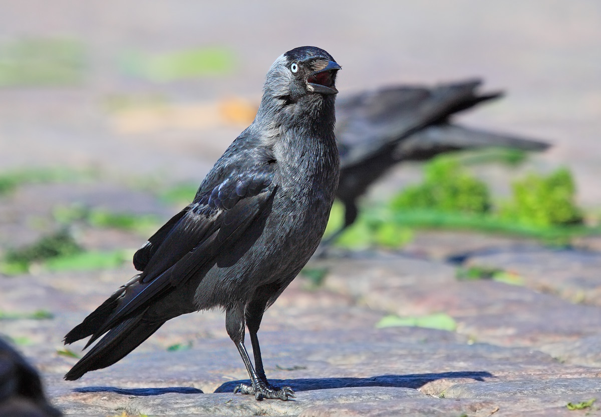 西小嘴乌鸦,寒鸦,小嘴乌鸦