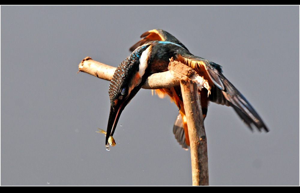 演砸了吧! - 黑龙江版 Heilongjiang 鸟网