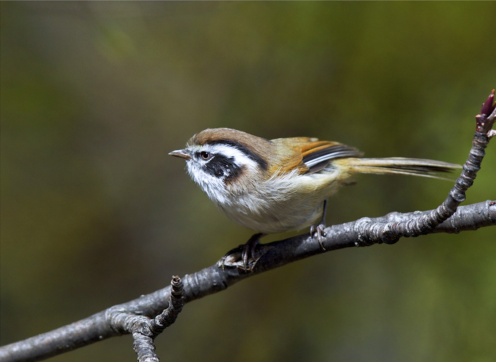 白眉雀鹛 white-browed fulvetta.rtfd