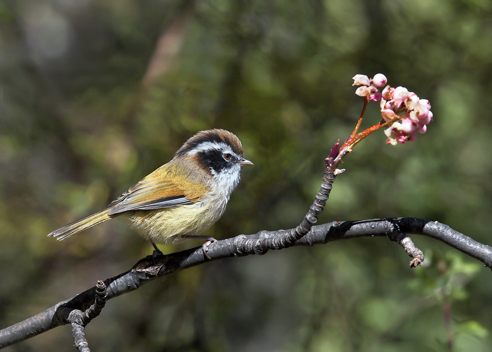 (白眉雀鹛)白眉雀鹛 white-browed fulvetta.rtfd