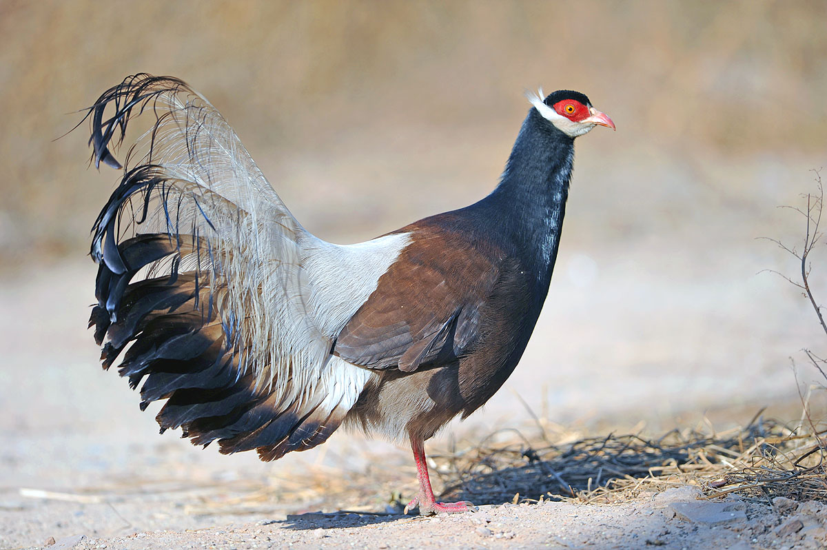 狍子属于几级保护动物 38315140127435.jpg