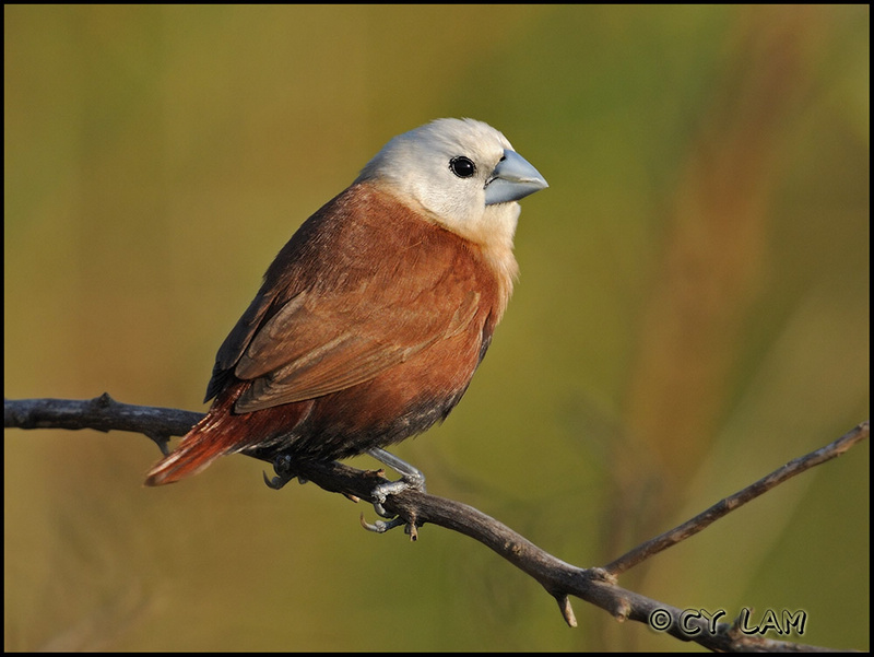 (白头文鸟)白头文鸟 white headed munia