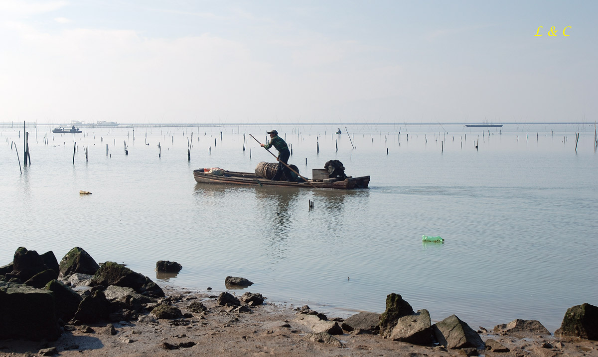 汕头苏埃湾红树林湿地及牛田洋海滩观鸟小记录 - 第8