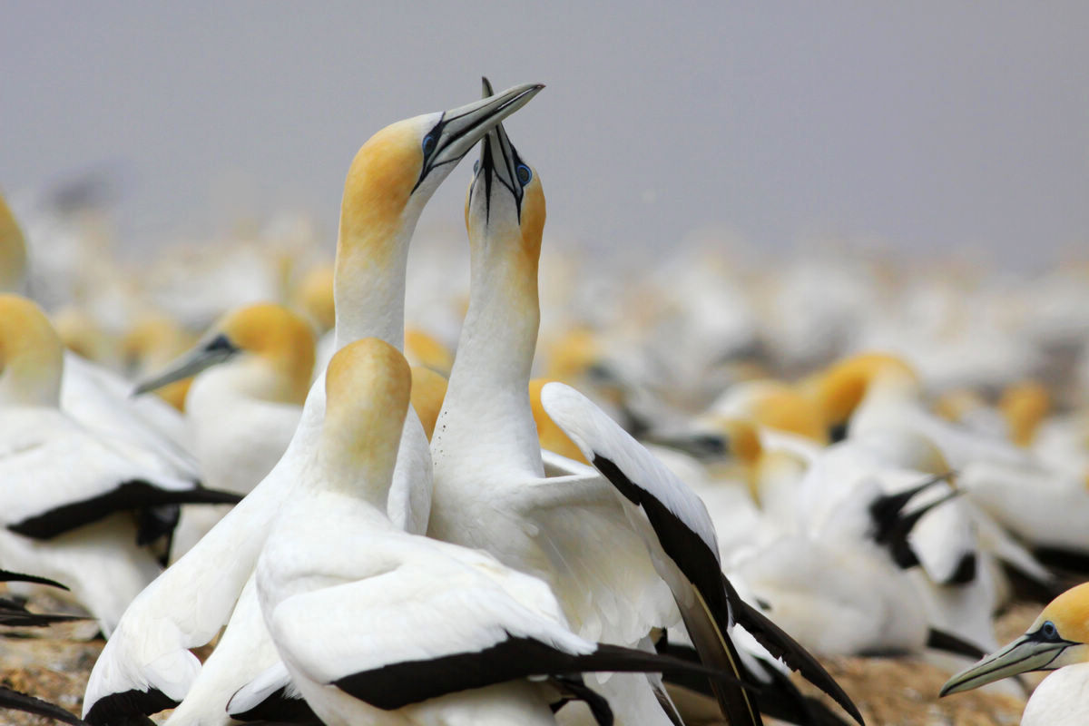 新西兰的塘鹅gannet