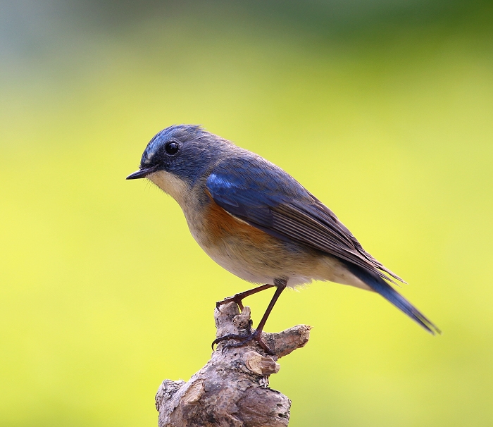 小蓝鸟是什么鸟 45837225011887.jpg