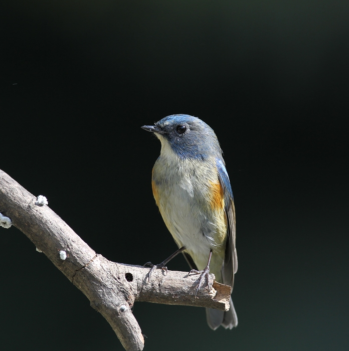 小蓝鸟是什么鸟 45837254666942.jpg