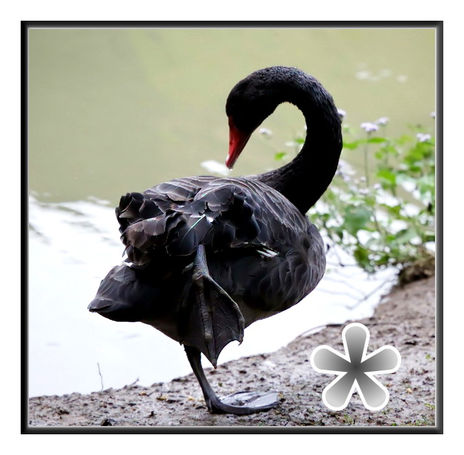 什么是黑天鹅和白犀牛 16542359145525.jpg