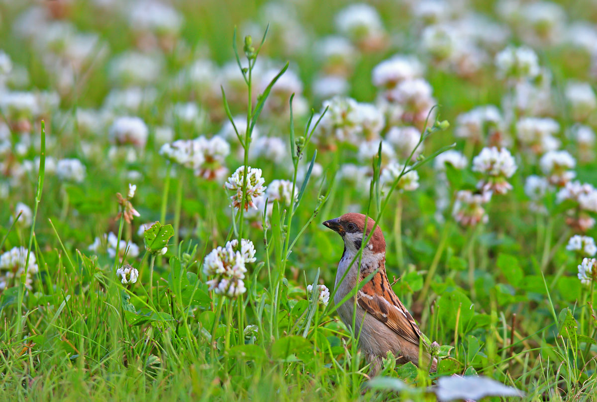 麻雀可以治病吗 63776515141.jpg