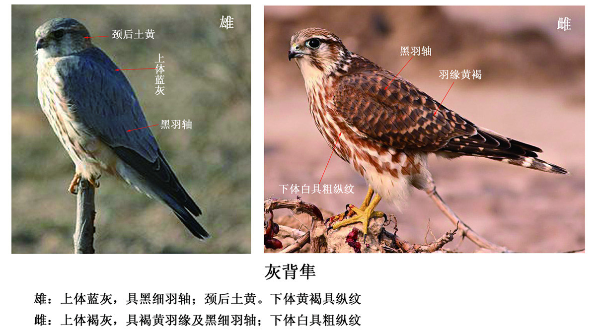 猛禽——隼类识别 - 鸟类识别 bird identification
