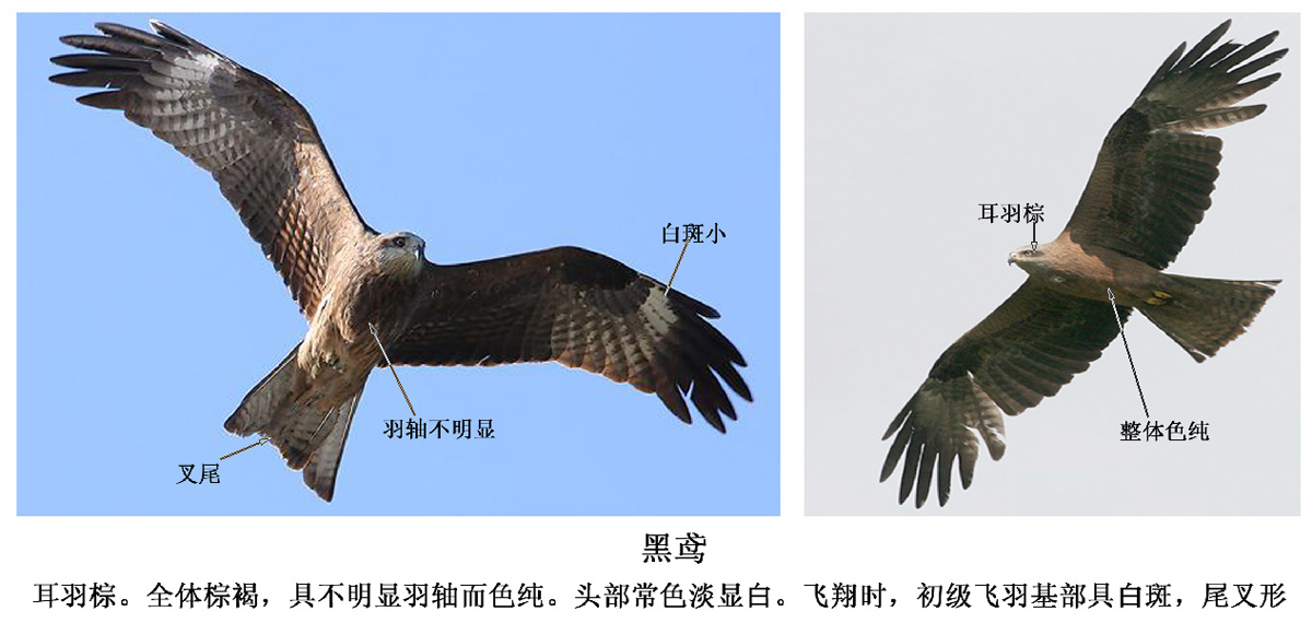 再谈猛禽—黑鸢与黑耳鸢区别