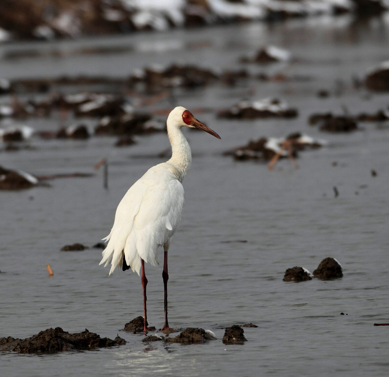 适马镜头150-500mm各焦段拍摄--缓慢步行的白