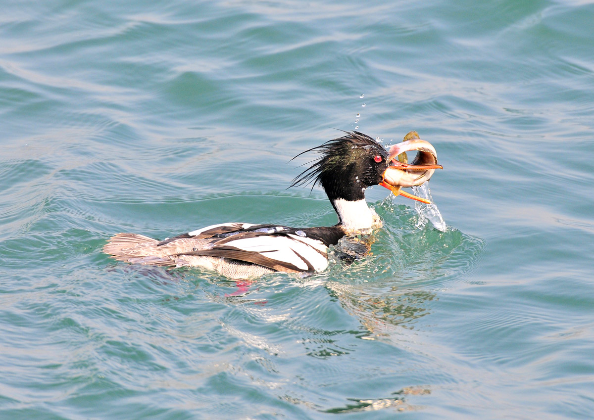 大连拍鸟感谢片---秋沙鸭吃鱼