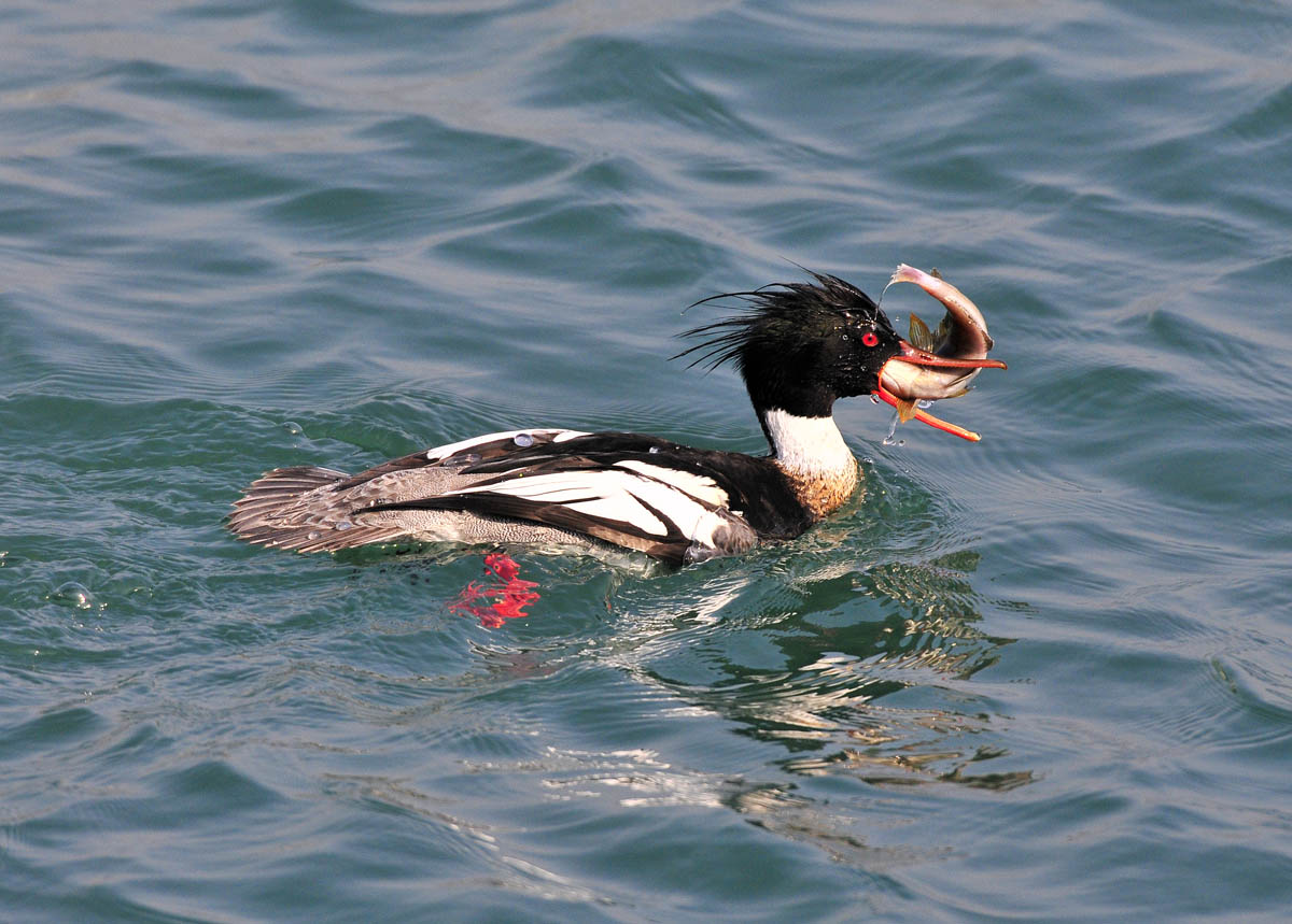 大连拍鸟感谢片---秋沙鸭吃鱼