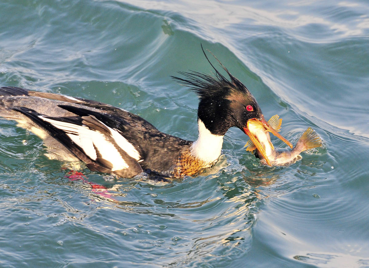 大连拍鸟感谢片---秋沙鸭吃鱼