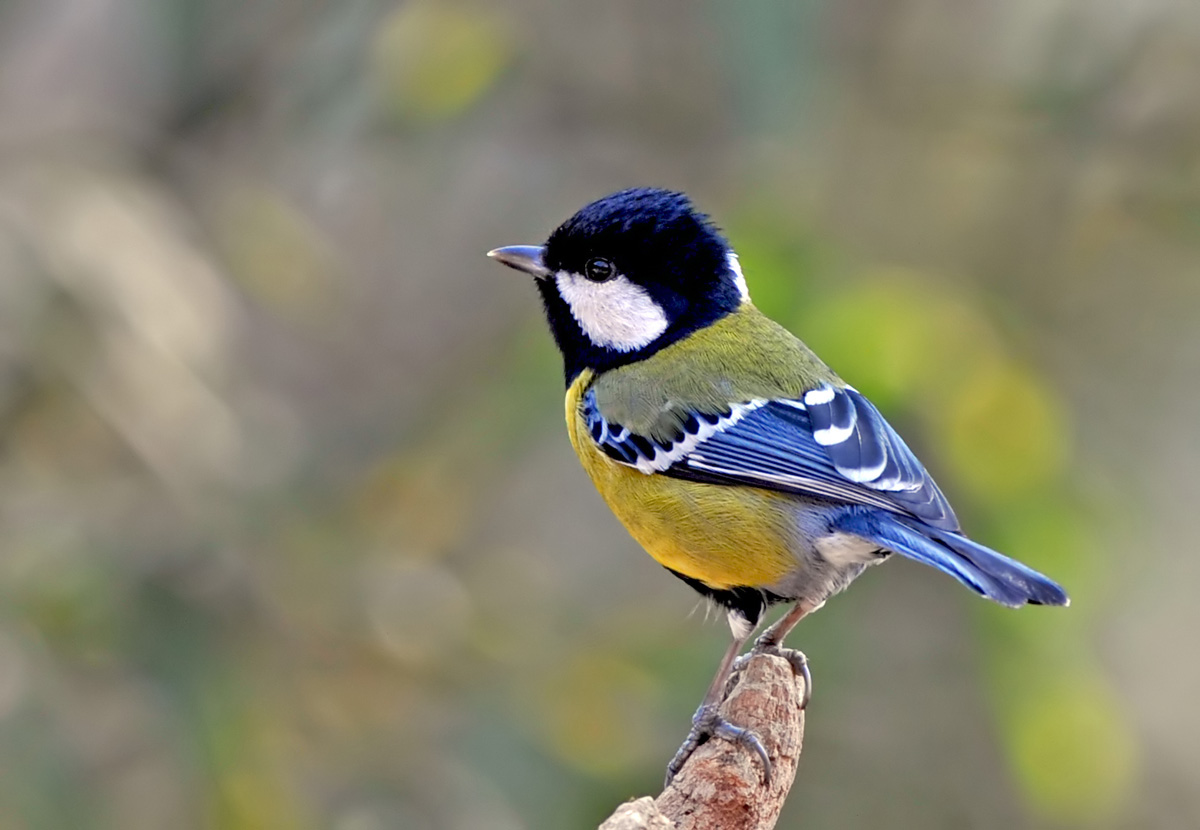 绿背山雀 - 第2页 - 河北版 hebei鸟网