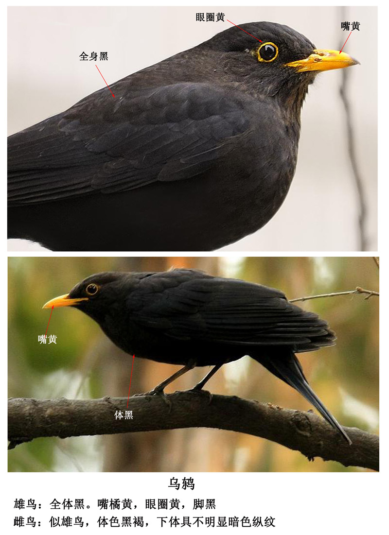 鸫的识别 - 鸟类识别 bird identification 鸟网