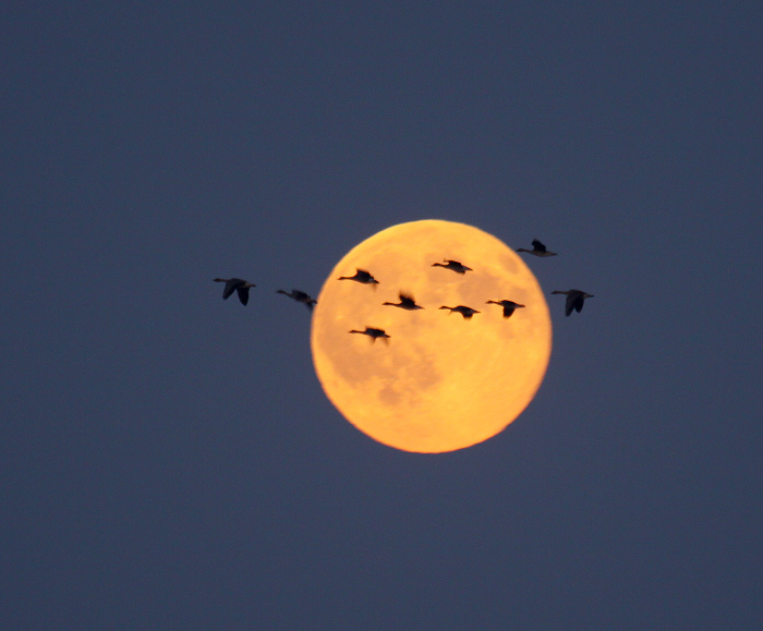 迁徙的大雁在月亮中飞过