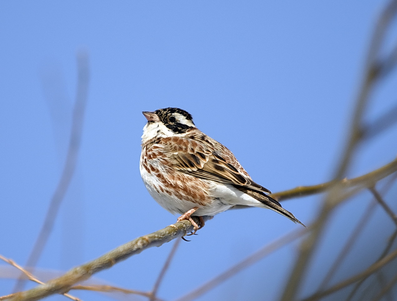 田鹀rustic bunting