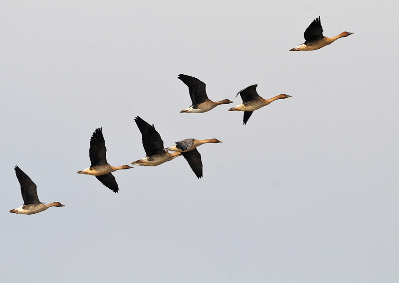春雁飞临牡丹江 - 水鸟版 Waterbirds 鸟网
