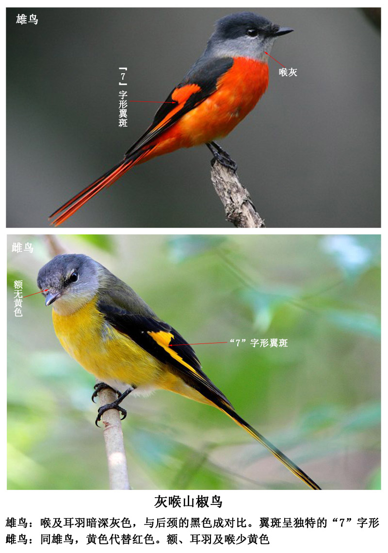 山椒鸟类识别