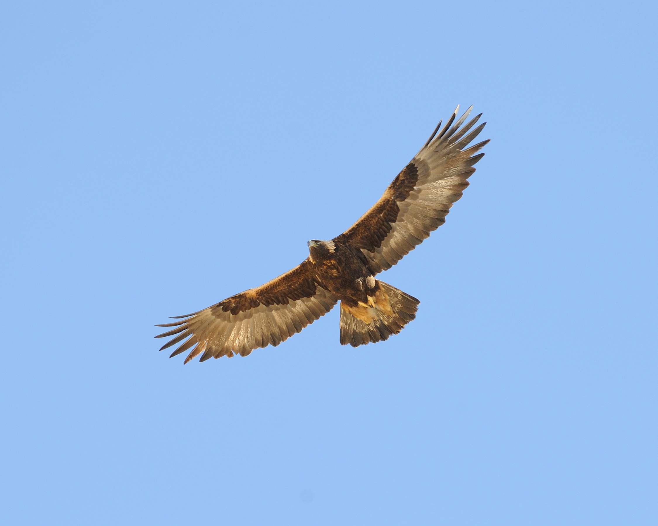 (金雕)金雕,翱翔九天