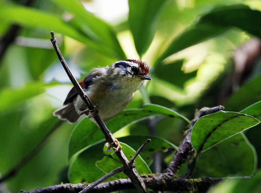 栗头雀鹛 rufous-winged fulvetta alcippe castaneceps