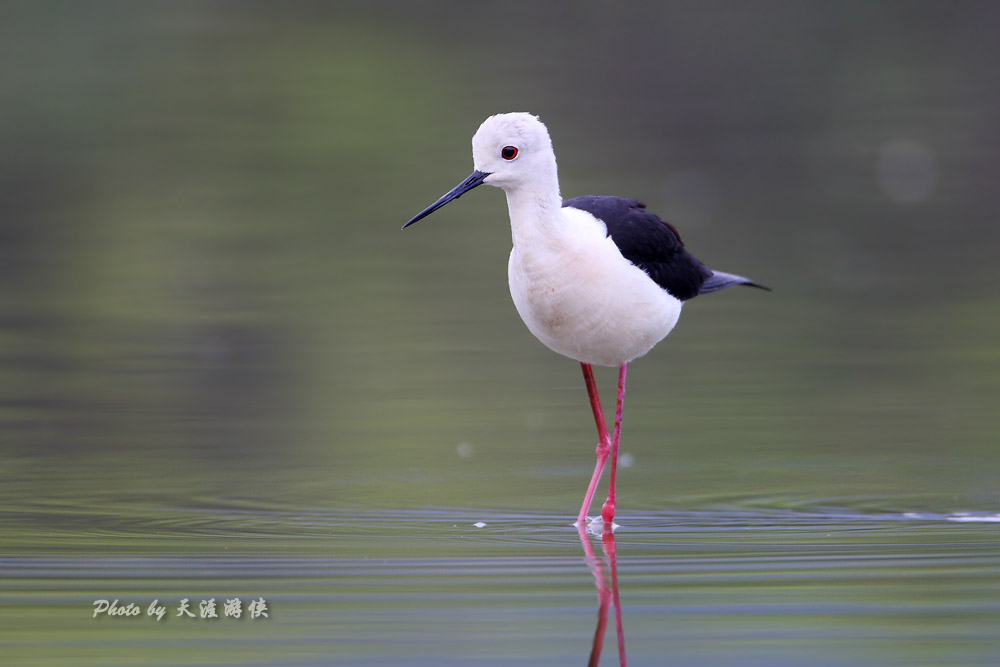 黑翅长脚鹬 Black-winged Stilt - 广东版