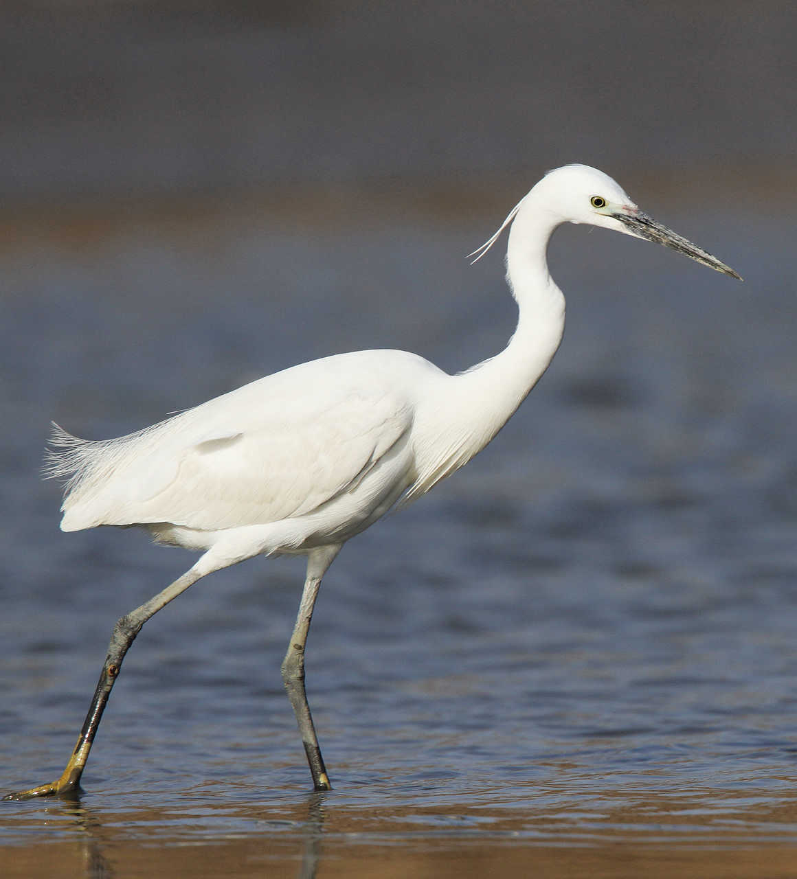 旁若无人的白鹭 - 辽宁版 Liaoning 鸟网