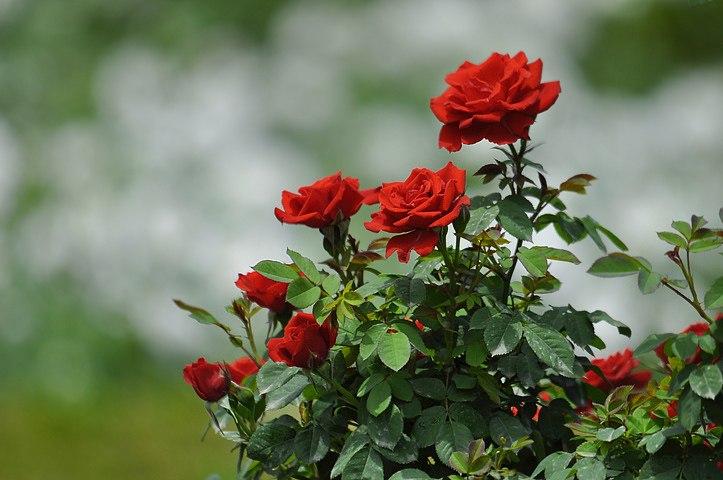 月季花 玫瑰花 蔷薇花 木香花 <em>十姐妹</em> - 地理风光