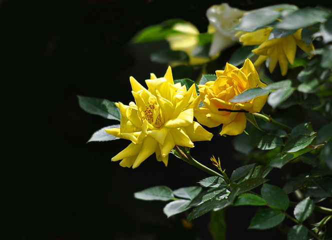 月季花 玫瑰花 蔷薇花 木香花 <em>十姐妹</em> - 地理风光