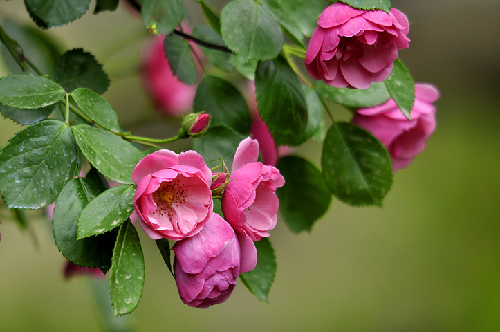 月季花 玫瑰花 蔷薇花 <em>木</em>香花 十<em>姐妹</em> - 地理风光