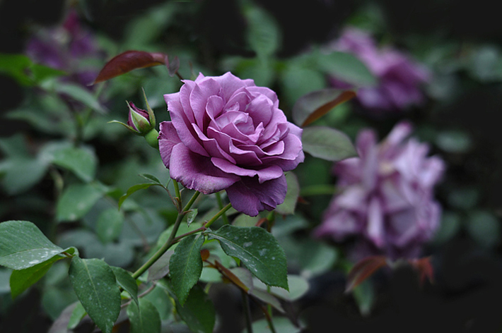 月季花 玫瑰花 蔷薇花 木香花 十姐妹