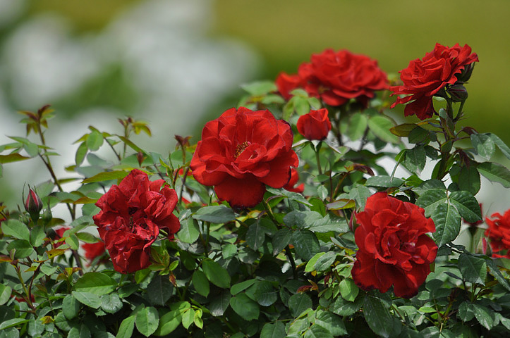 月季花 玫瑰花 蔷薇花 木香花 <em>十姐妹</em> - 地理风光