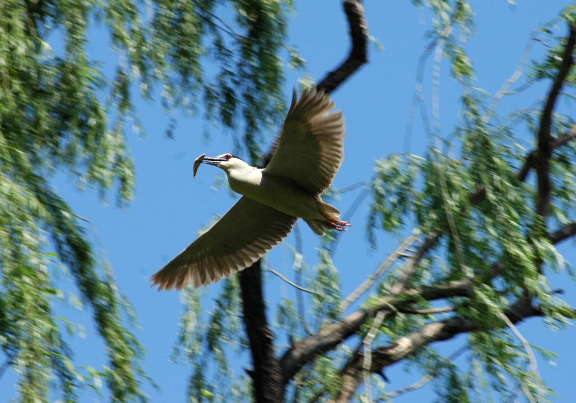 急急忙忙的夜鹭 - 大中型涉禽 Shorebirds 鸟网