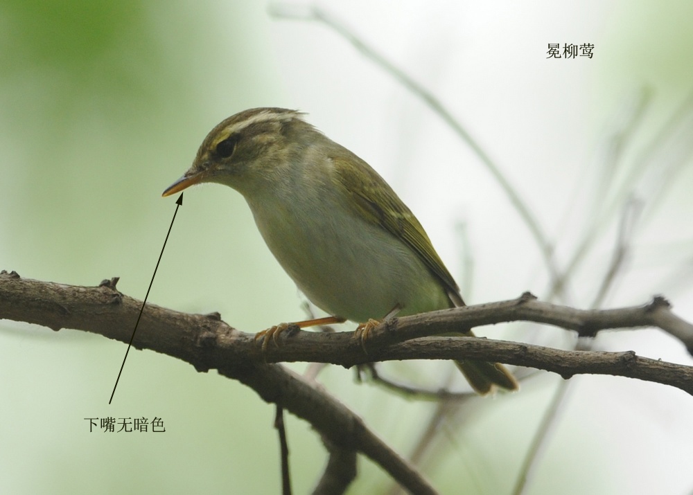 极北柳莺类柳莺的识别