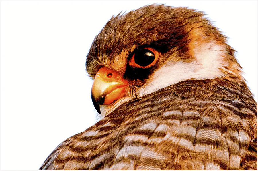 隼 93989673414217.jpg