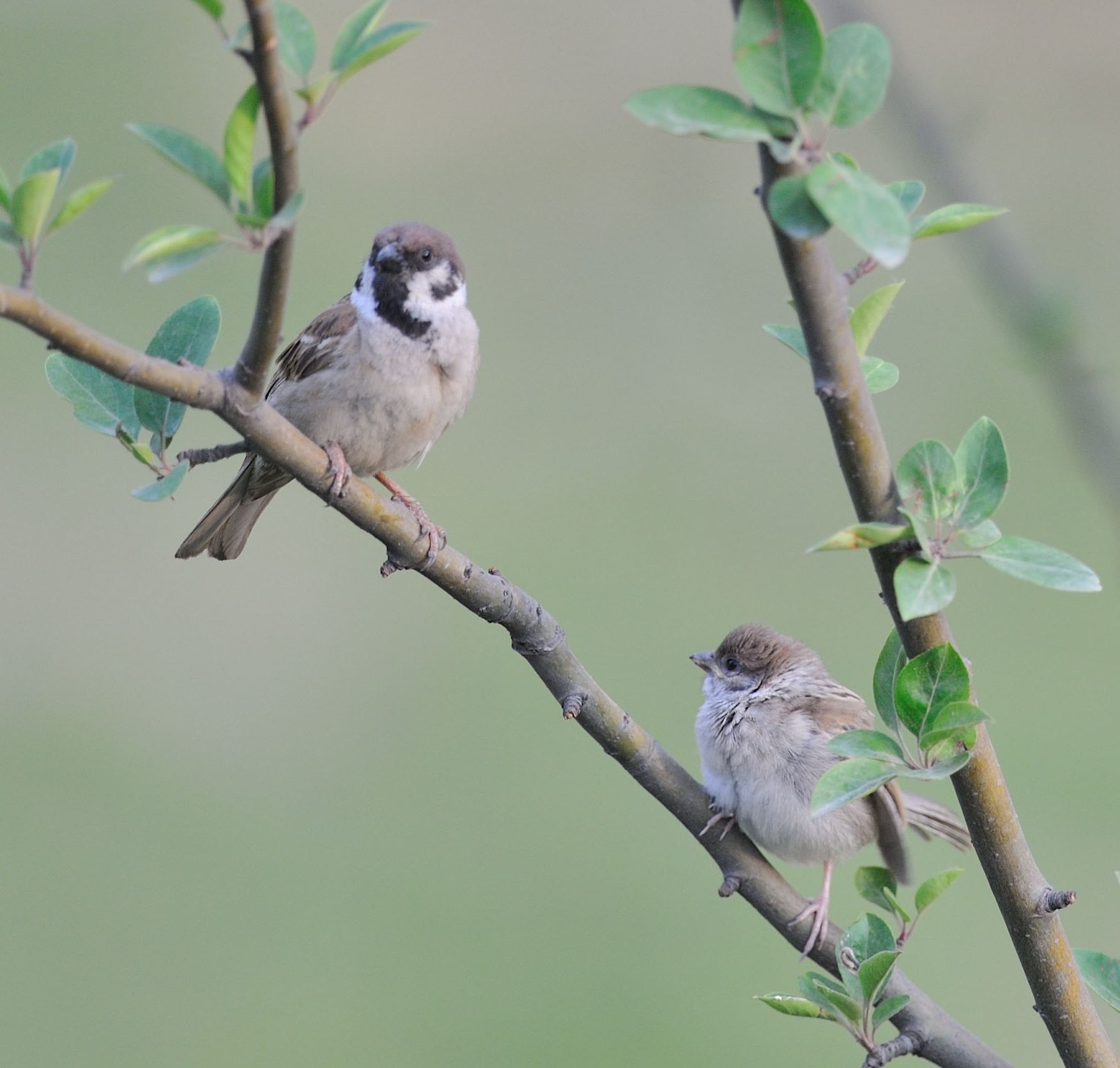 麻雀吃食 25519053118711.jpg