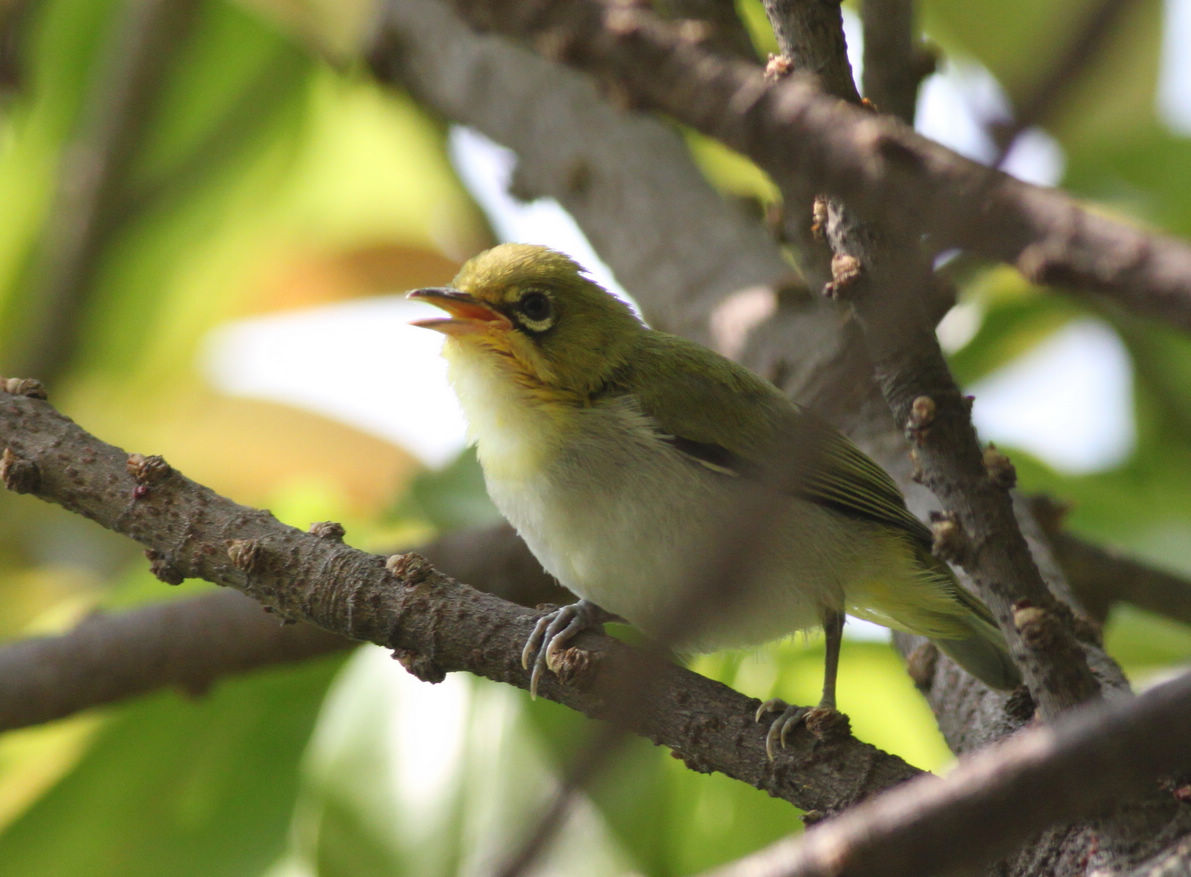 快乐的小鸟-暗绿绣眼鸟-深圳-洪湖渔翁 - 鸟网2