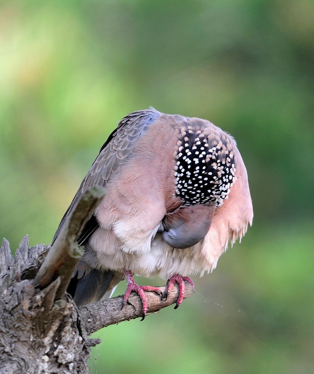 珠颈斑鸠(模特版)