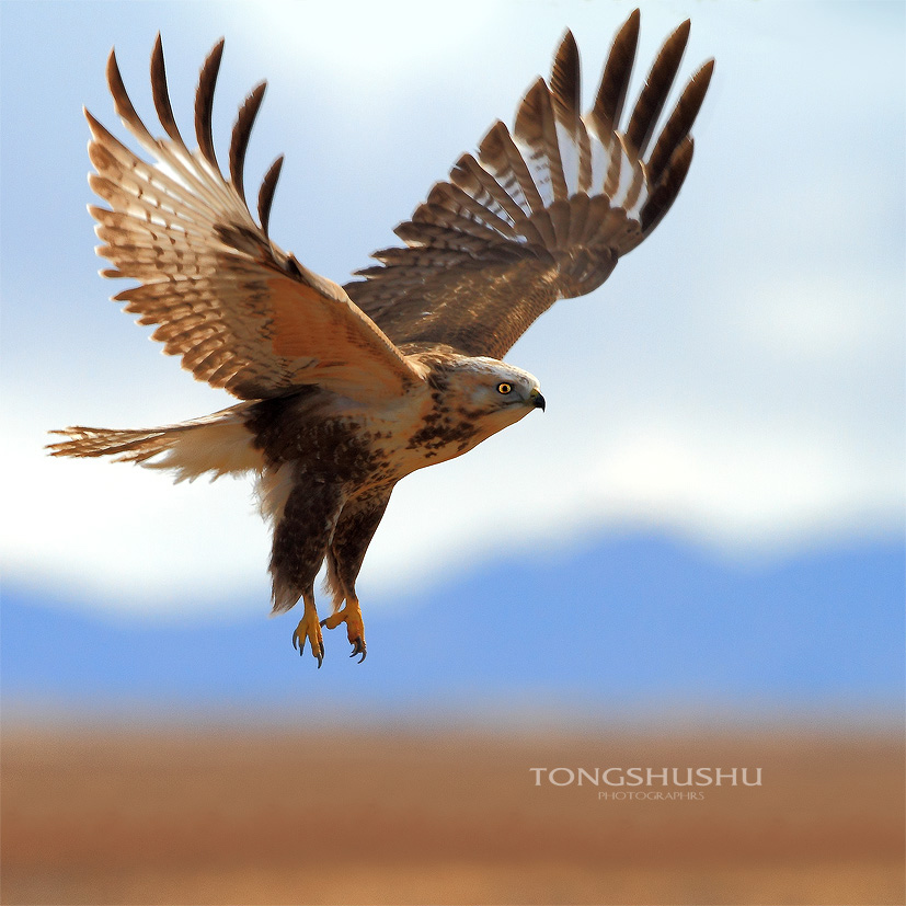 (大鵟)在新疆拍摄的猛禽!