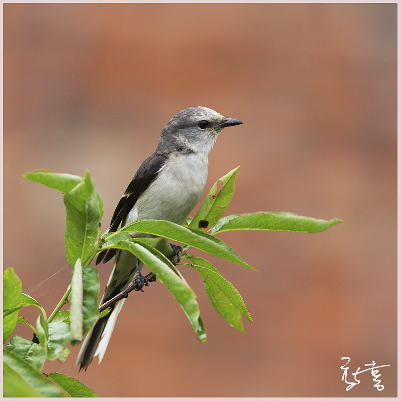 小灰山椒鸟