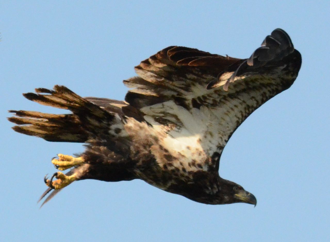 美国白头鹰(american bald eagle)