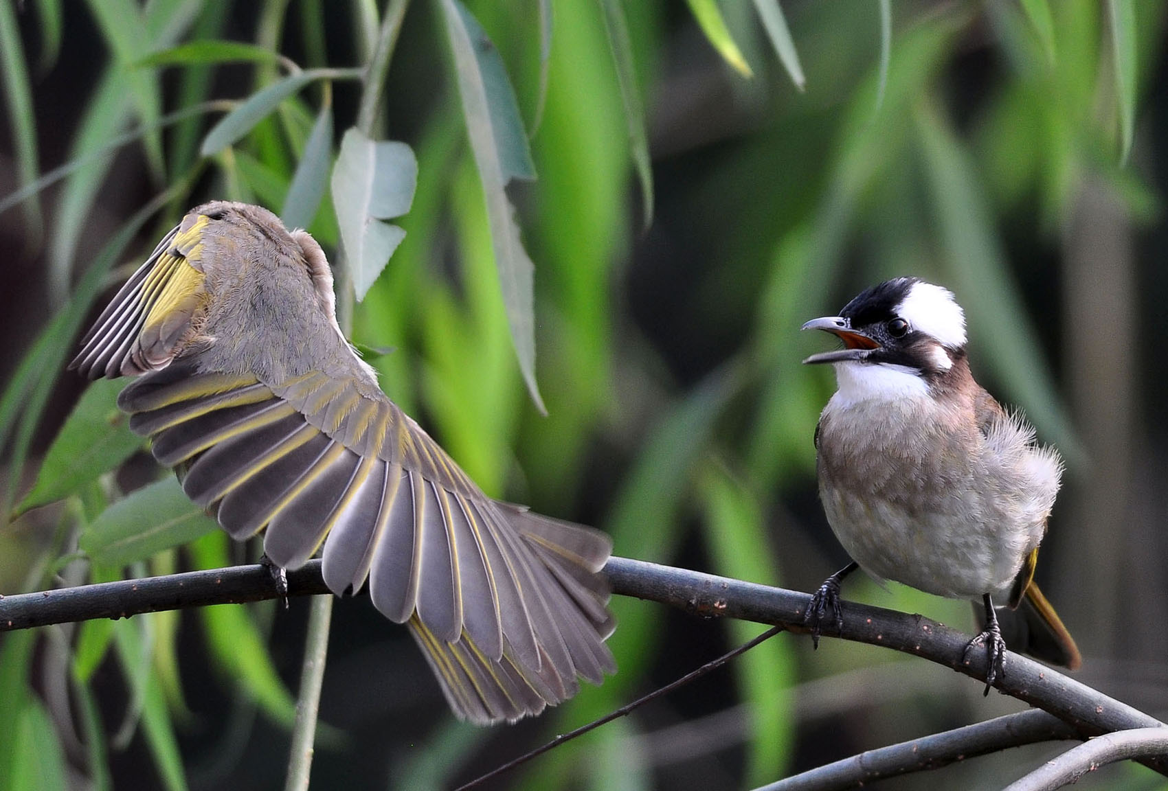 闹别扭+-+林鸟版+forest