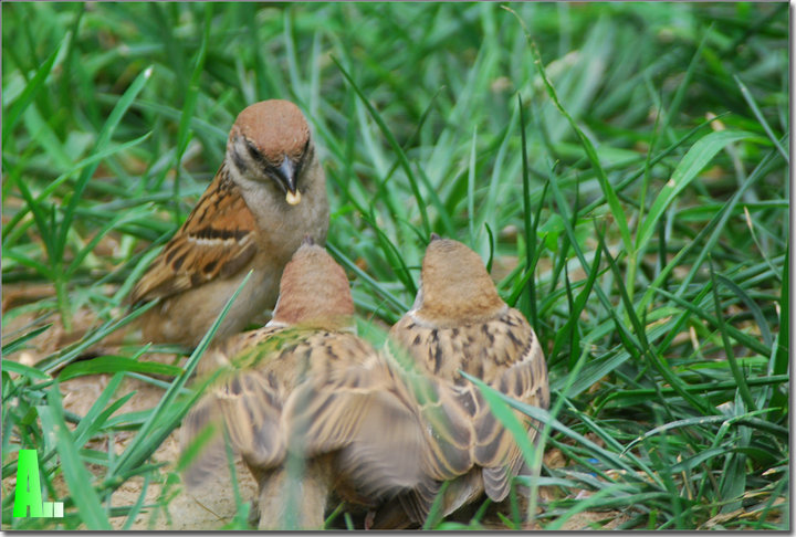 麻雀可以喂蚂蚁 28427360921051.jpg