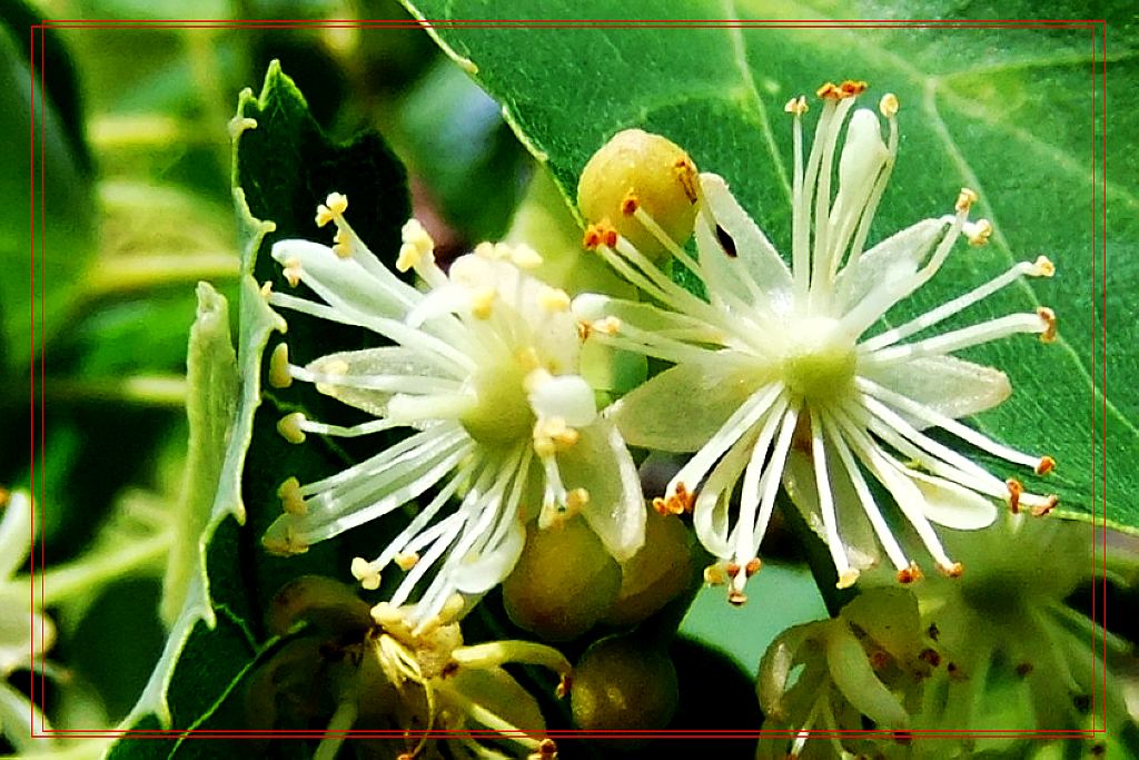 椴树花 - 地理风光版鸟网