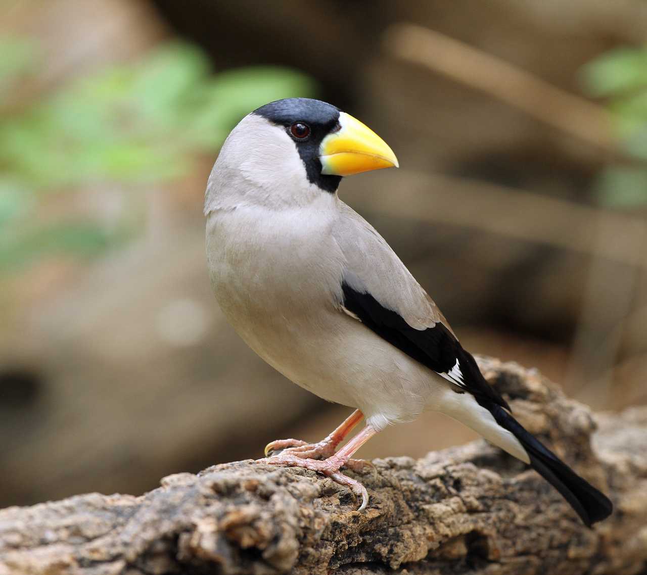 今年的收获(7页普通鳾,三道眉)