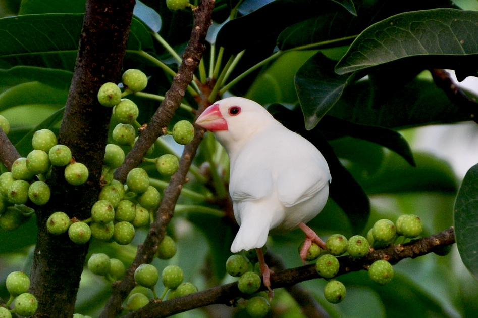 爪哇禾雀 - 福建版 Fujian 鸟网